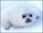 Awww. Poor cute widdle baby seal