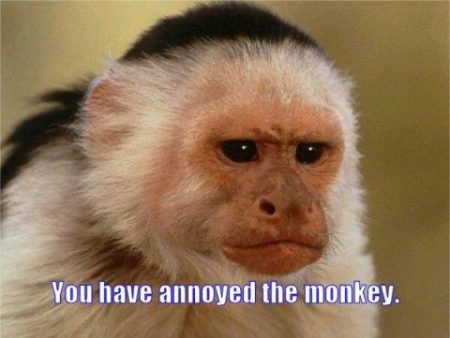 annoyed monkey
