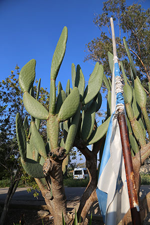 Massive cactus and an old Israel flag. Welcome to Moshav Tirosh.