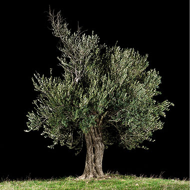olivetree.jpg